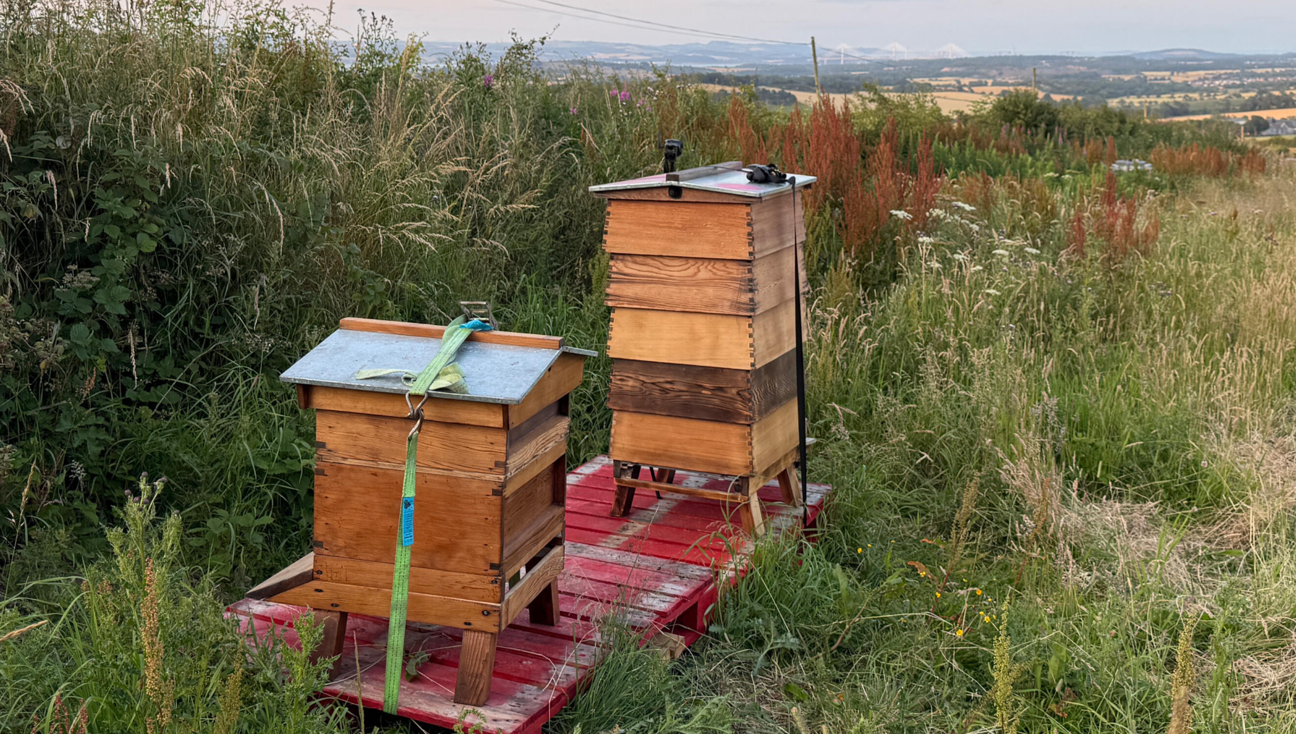 Hive